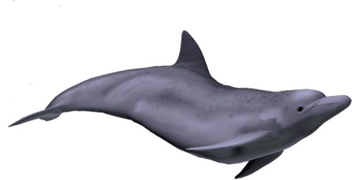 Delfin_Schwimmbewegung_klein Delfin - Schwimmbewegung