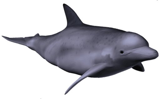Delfin_von_links_klein Delfin von links