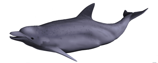 Delfin_von_rechts_liegend_klein Delfin von rechts