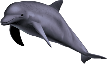 delfin_rechts_Mitte_klein Delfin von rechts