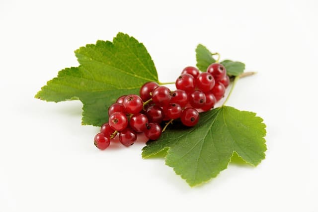 traubele-861554_640 Rote Johannisbeeren auf Blatt liegend